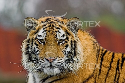 Animal / wildlife royalty free stock image #370329008