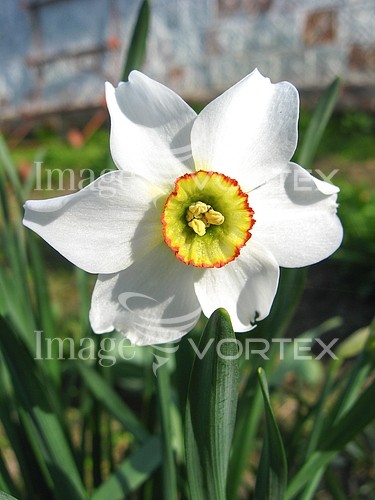 Flower royalty free stock image #372463414