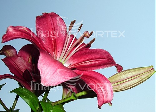 Flower royalty free stock image #373825071