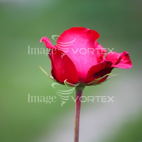 Flower royalty free stock image #373308030