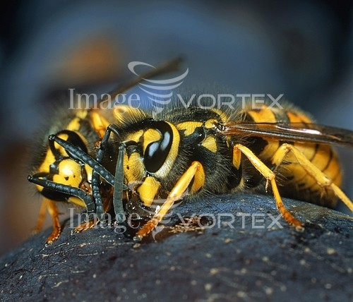 Insect / spider royalty free stock image #373656986