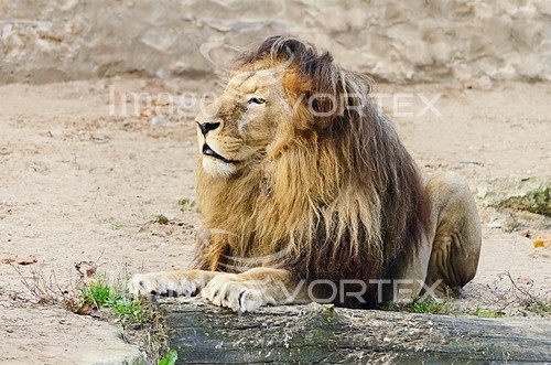 Animal / wildlife royalty free stock image #374979882