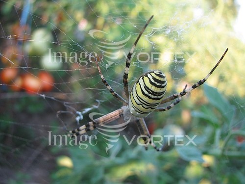 Insect / spider royalty free stock image #375015419