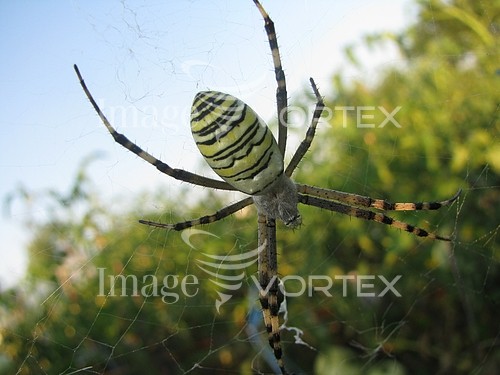 Insect / spider royalty free stock image #375022494