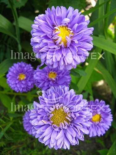 Flower royalty free stock image #375736473