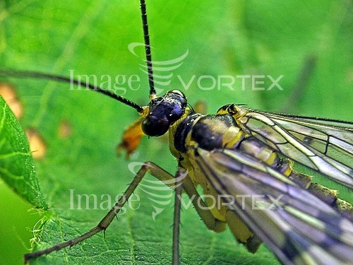 Insect / spider royalty free stock image #375067108