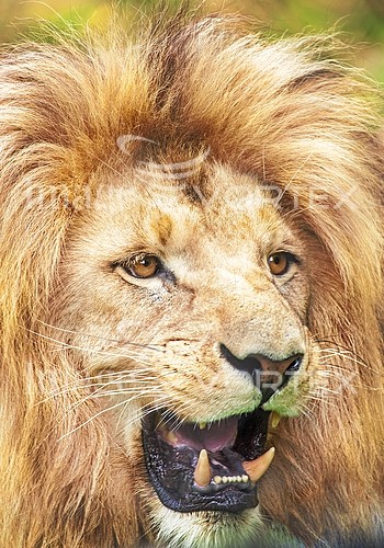 Animal / wildlife royalty free stock image #375540645