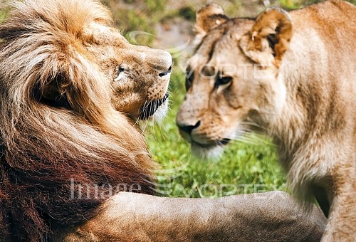Animal / wildlife royalty free stock image #375567451