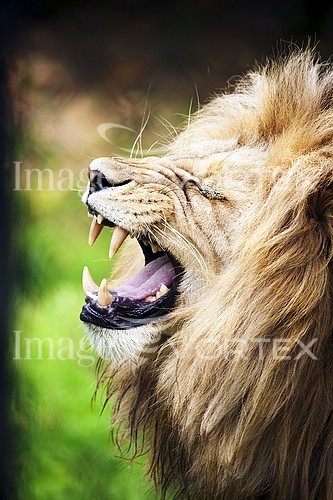Animal / wildlife royalty free stock image #375846341