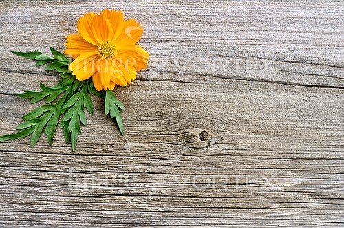 Background / texture royalty free stock image #379162333