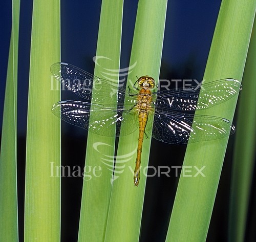 Insect / spider royalty free stock image #380495404