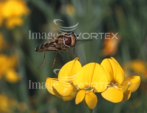 Insect / spider royalty free stock image #382155769