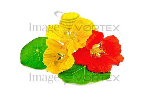 Flower royalty free stock image #382190117