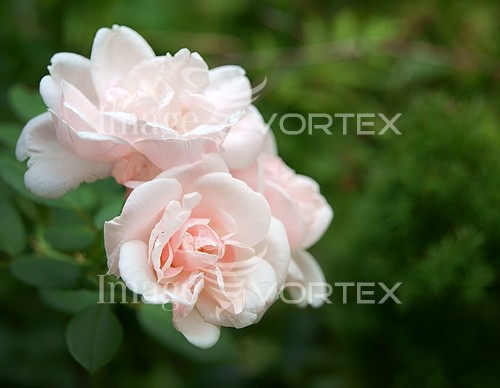 Flower royalty free stock image #382824351