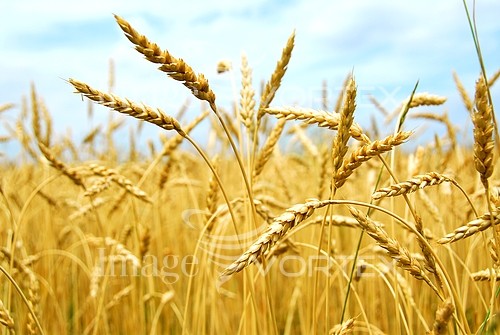 Industry / agriculture royalty free stock image #387525341