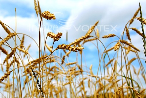 Industry / agriculture royalty free stock image #387535424