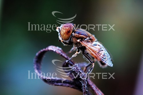 Insect / spider royalty free stock image #389884075