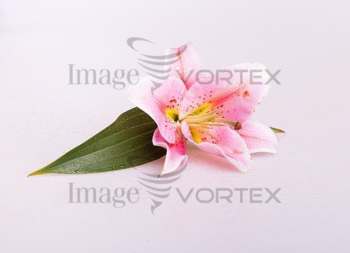Flower royalty free stock image #389161318