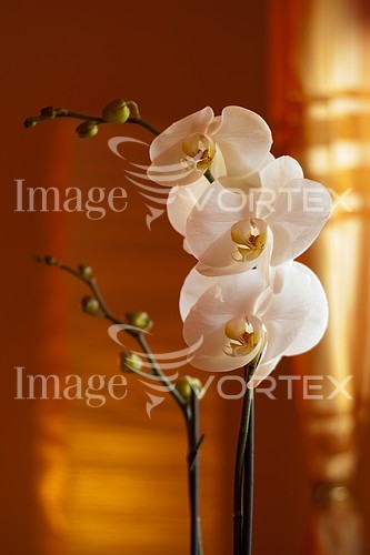 Flower royalty free stock image #389278658