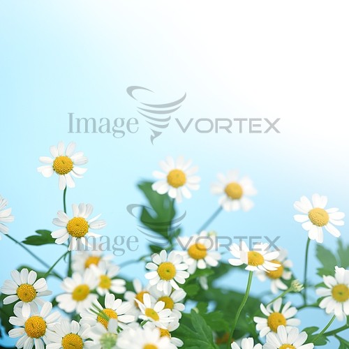Flower royalty free stock image #391060922