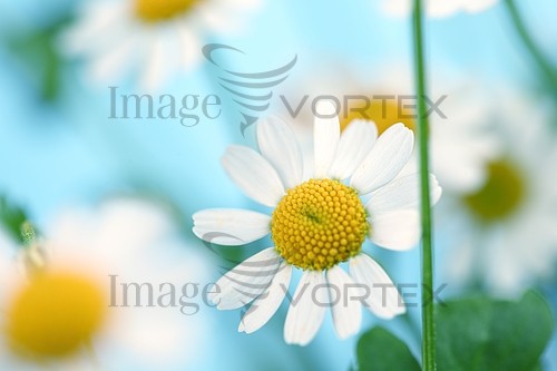 Flower royalty free stock image #391087189