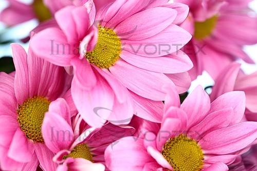 Flower royalty free stock image #391109133