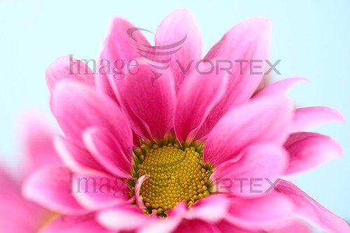 Flower royalty free stock image #391124182