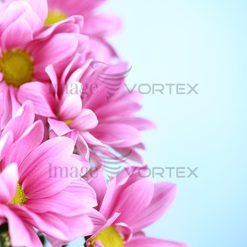 Flower royalty free stock image #391130397