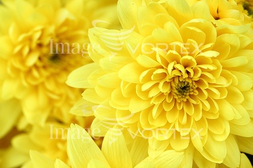 Flower royalty free stock image #391140015
