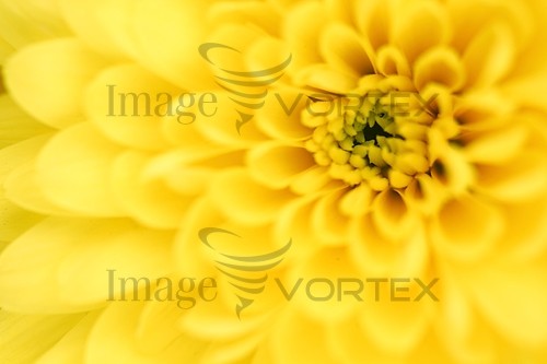 Flower royalty free stock image #391156682