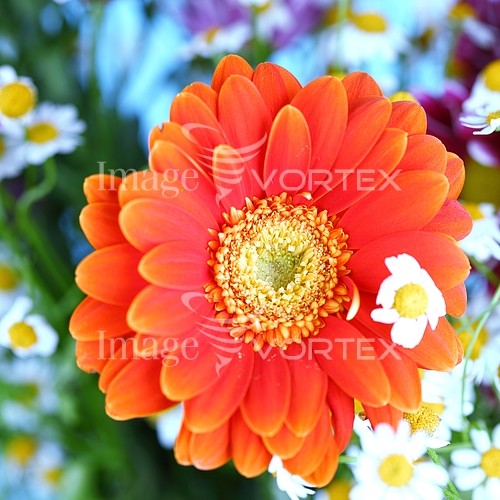 Flower royalty free stock image #392326840