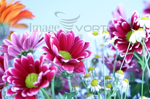 Flower royalty free stock image #392331618