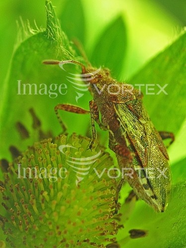 Insect / spider royalty free stock image #392684965