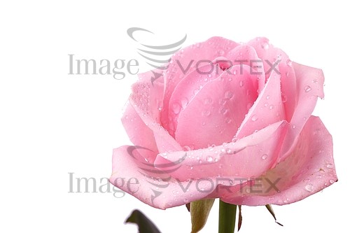 Flower royalty free stock image #392101491