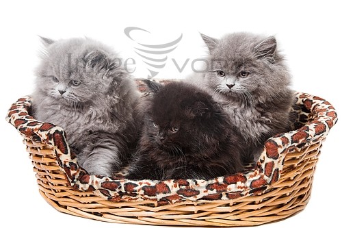 Pet / cat / dog royalty free stock image #393124516