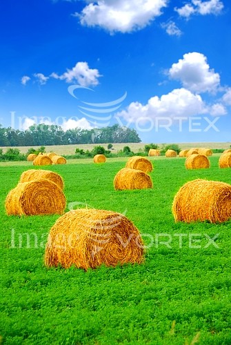 Industry / agriculture royalty free stock image #393990266