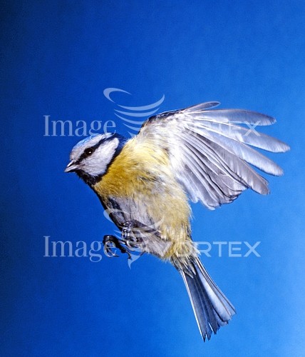Bird royalty free stock image #394566543