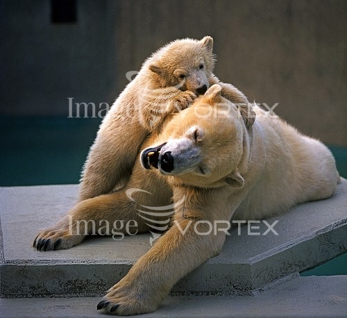Animal / wildlife royalty free stock image #395088961