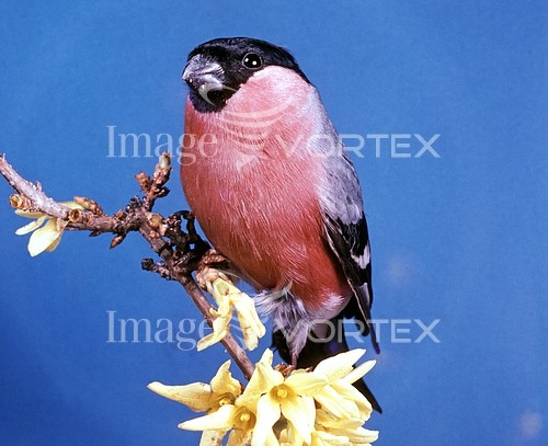 Bird royalty free stock image #395883306