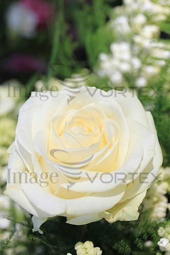 Flower royalty free stock image #396203189