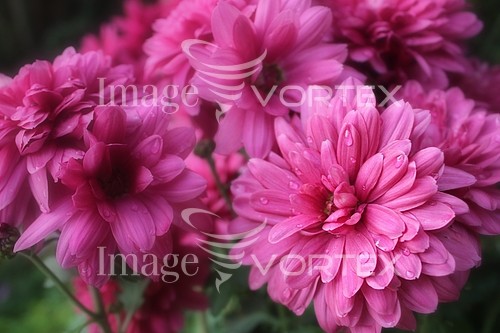 Flower royalty free stock image #397248167