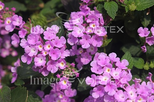 Flower royalty free stock image #397270046