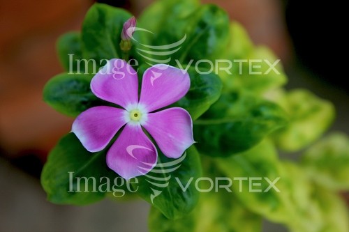 Flower royalty free stock image #397299457