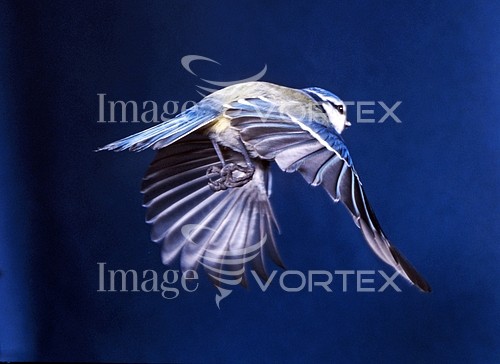 Bird royalty free stock image #397436128