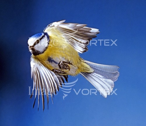 Bird royalty free stock image #397880752
