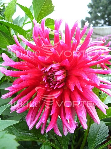 Flower royalty free stock image #398061235