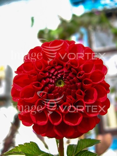 Flower royalty free stock image #398185864