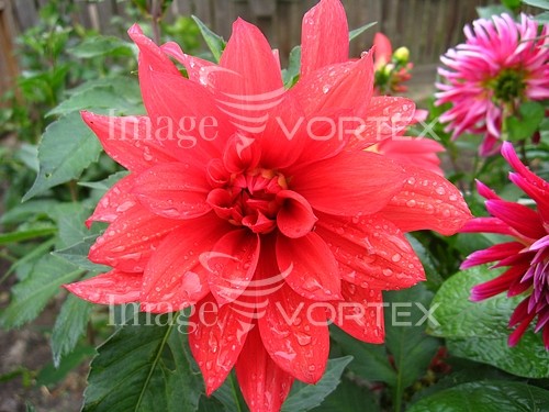 Flower royalty free stock image #398606841