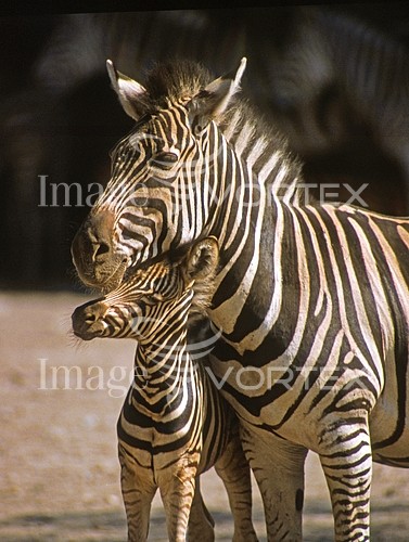 Animal / wildlife royalty free stock image #398502142