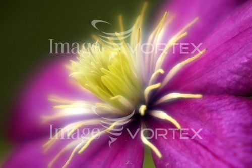 Flower royalty free stock image #399844246
